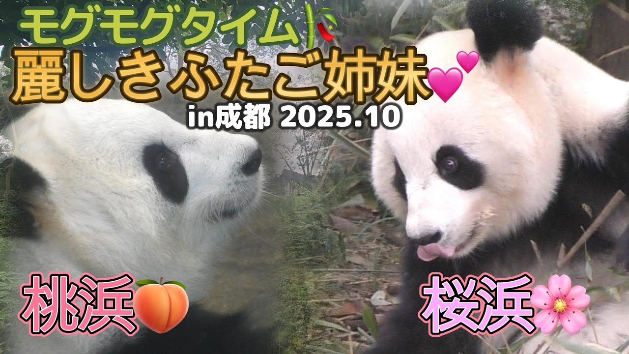 ますます美しく💕】お久しぶり✨桜浜🌸桃浜🍑ごはんタイム【ふたご