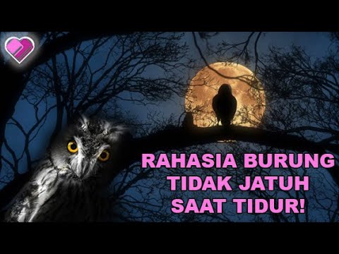 Video: Mengapa Burung Tidak Jatuh Dari Dahan Ketika Mereka Tidur