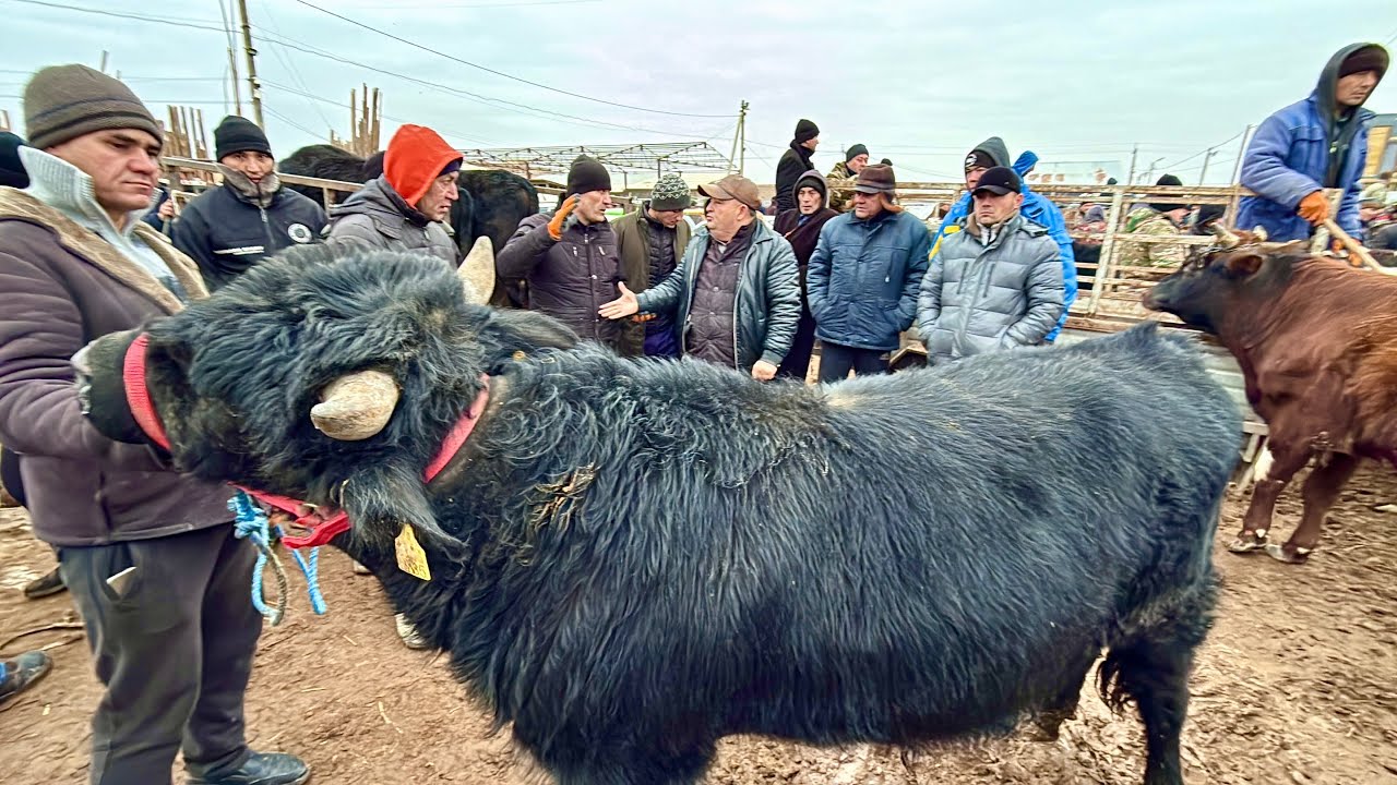 ЭРТАЛАБГКИ САВДОЛАР ХОРАЗМ МОЛ БОЗОРИ УРГАНЧ 18-января 2026 г.