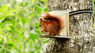 beautiful Squirrel || wildlife nature animal || Wildlife Animals TV