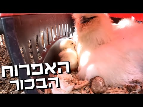 תרנגולות המשי שלנו הפתיעו הבוקר עם אפרוחים מתוקים במיוחד