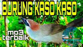 SUARA BURUNG KASO KASO GACOR | COCOK BUAT PANCINGAN KASO KASO  MACET BUNYI