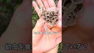 2度目の巣落下！ぐちゃぐちゃになったアシナガバチの巣。ヤバめの蜂 観察日記44日目。私は京都の週末養蜂家！ #Shorts