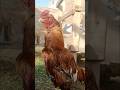 Rooster 🐓 #asmr #birdsavairy