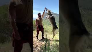 Wolf jumping🐺 to the sky viral reel video @lovewolfcommunity_ #shorts #wolf #reels #trending #tiktok