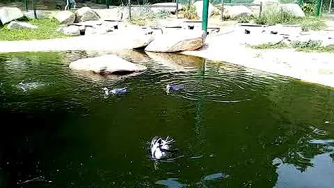 ZOO Plzeň