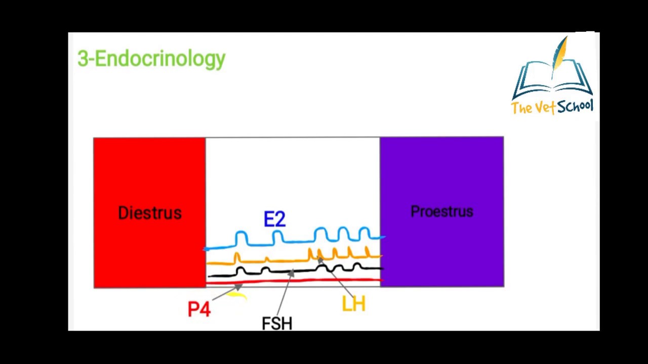 Estrous cycle of Bitch(Anestrus)