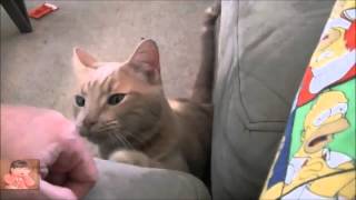 Коты просят ласки. Коты просят ласки.
