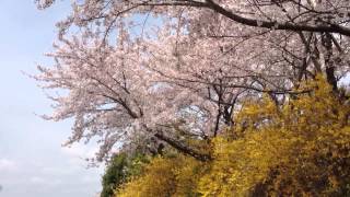 桜咲く