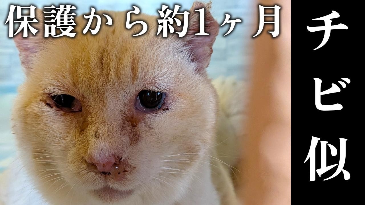 It's been about a month since I took in the stray that looks like