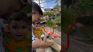 Flamingo feeding at Junior museum and zoo Palo Alto 🦩