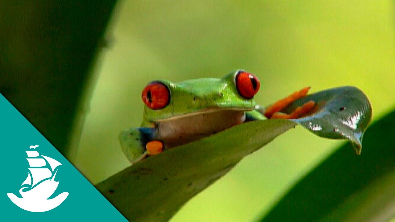 Animales Tóxicos y Alucinógenos (documental completo)