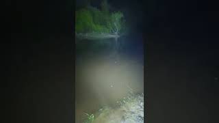 gar, grinnel, and catfish. another late light with the homie snake #fishing #catfishing #river