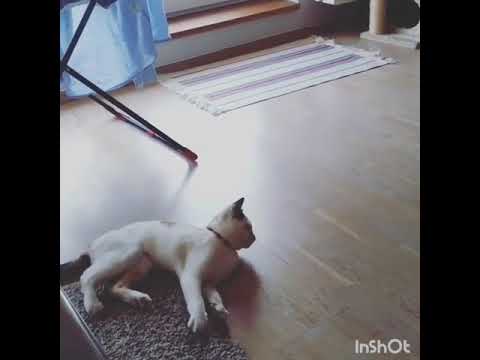 Jaimeleschats Over Blog Com Bienvenue Mes Ami Es Dans Ma Page J Aime Les Chats Autocollants Chat Pour Votre Maison 9 19 15 Eur L Adorable Bague Chat Or Argent 11 24 15 Eur Adorable Couverture Chat Matieu De Coussinets 1 Jaimeleschats Over Blog Com Bienvenue Mes Ami Es Dans Ma Page J Aime Les Chats Autocollants Chat Pour Votre Maison 9 19 15 Eur L Adorable Bague Chat Or Argent 11 24 15 Eur Adorable Couverture Chat Matieu De Coussinets 1