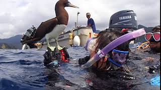 【カツオドリに大接近】ベテランダイバーもびっくり！　ボートダイビング中に野鳥の大接近の巻 SNSIダイビングライセンス取得  関東