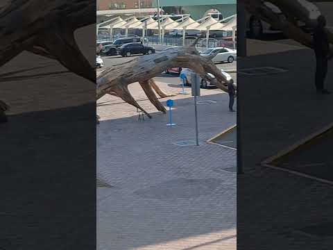 13      2025 بينالي أبوظبي للفن العام  