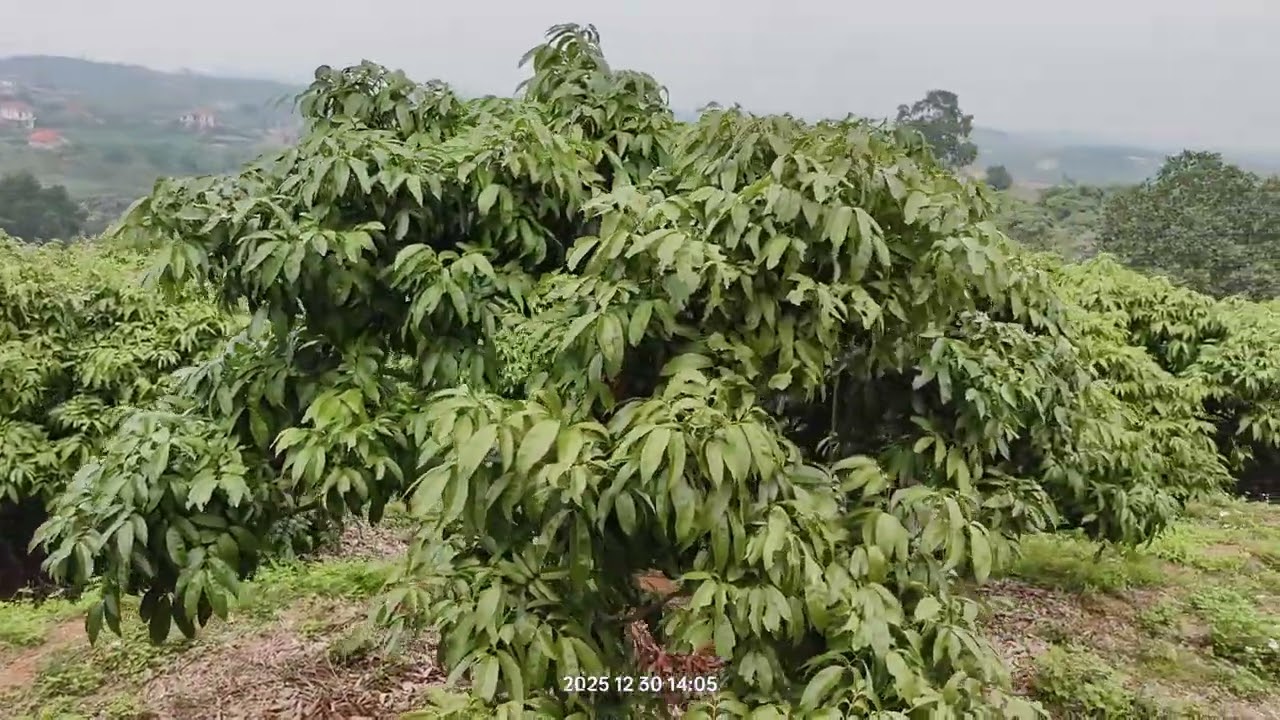 Vải U Hồng trên đồi cao tại Phúc Hòa Tân Yên 