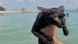 Taking the Black Kitten to the Beach