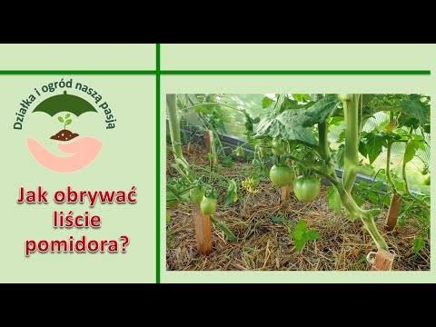 Wideo: Co zrobić, gdy liście pomidorów są zwinięte