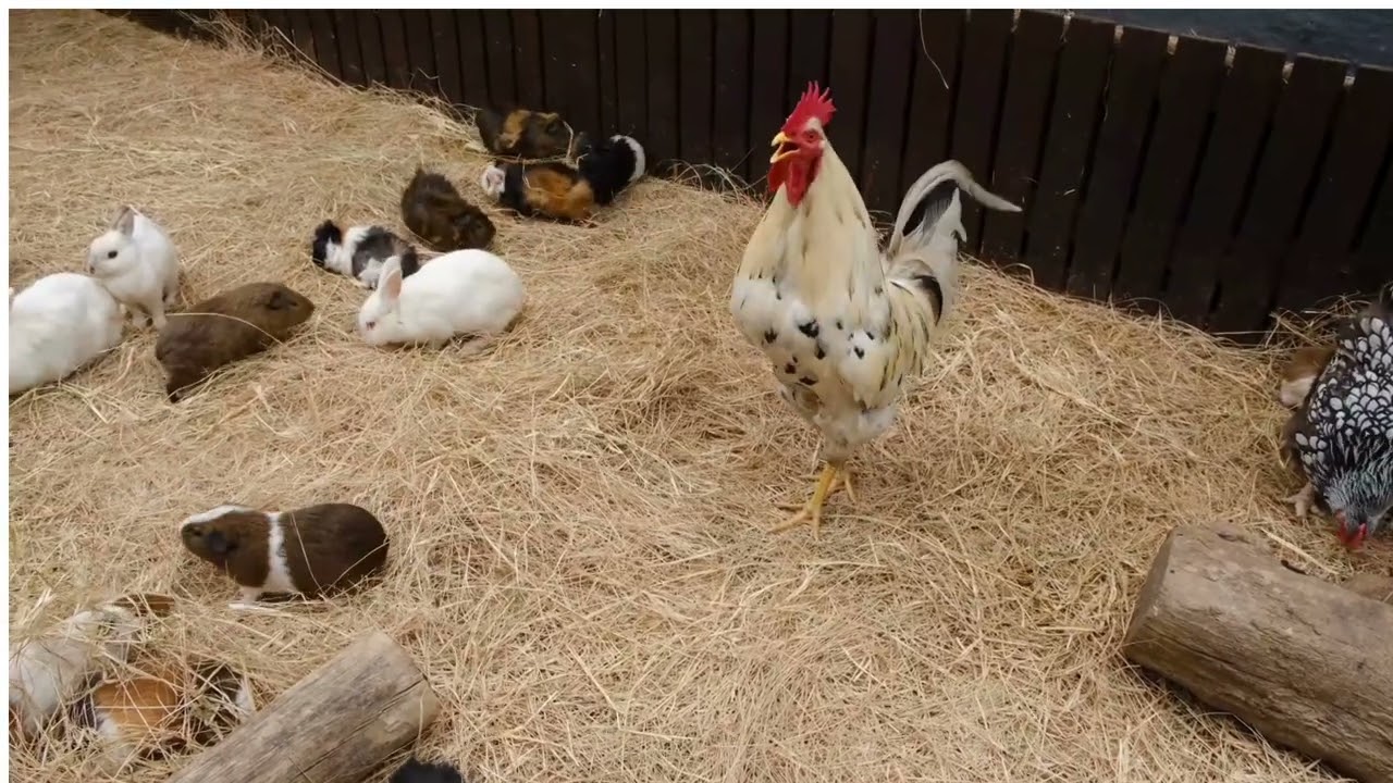 How many bunnies? I love this scenery. 