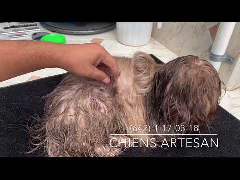 Cómo DESENREDAR a un PERRO LLENO de NUDO de manera muy SENCILLA | La Casita de los Shih Tzu hqdefault