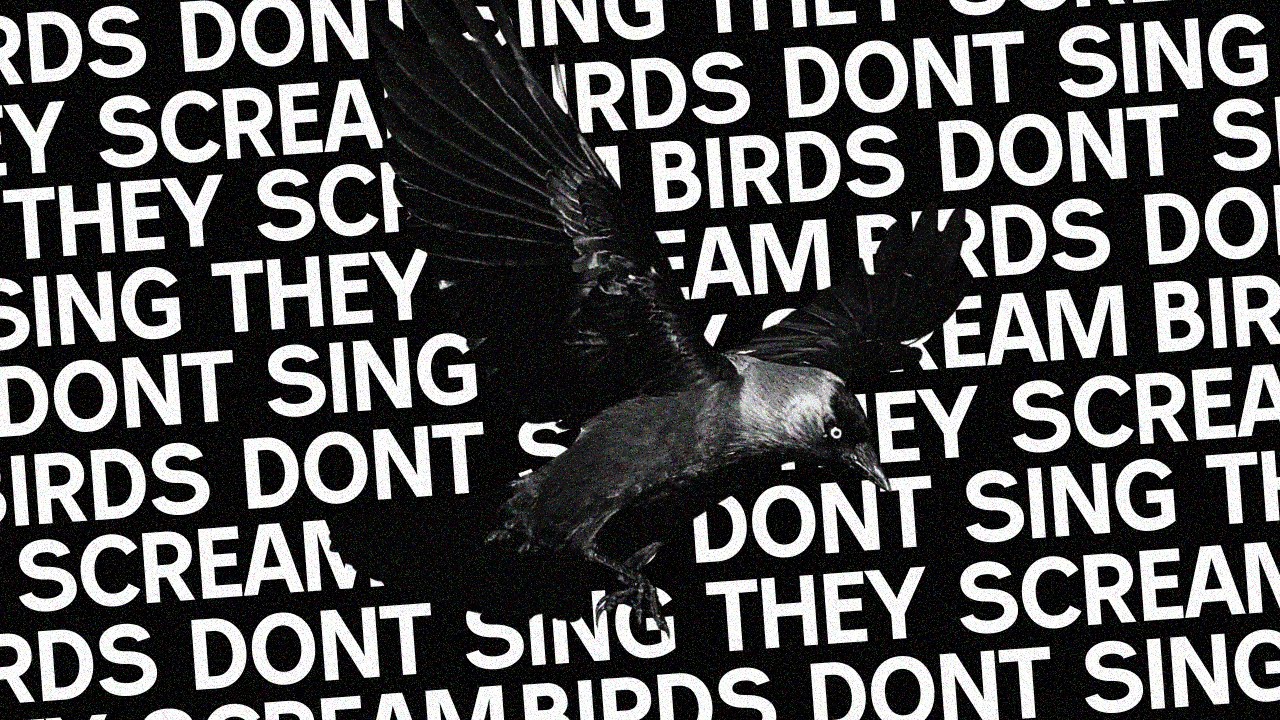 Birds Don't Sing, They Scream - YouTube