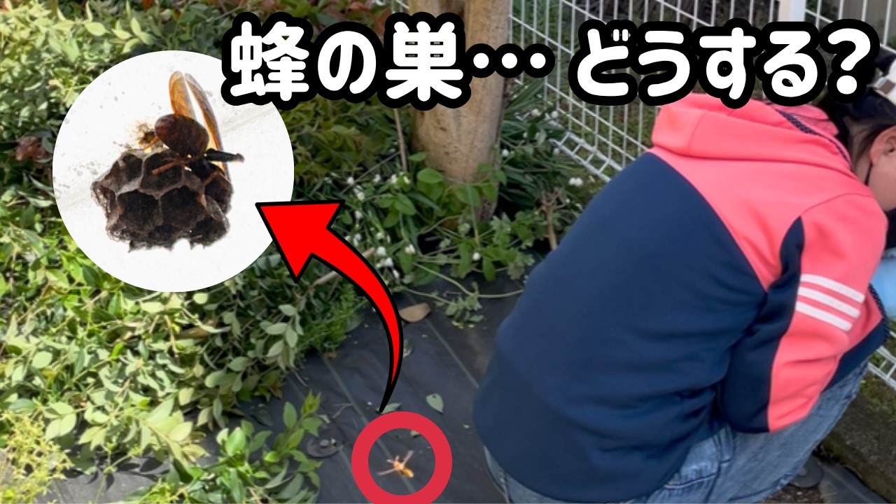 【お盆中でも】8/11(日)～剪定・草刈り・蜂の巣退治!!お庭のことなんでもやります!! 庭の剪定中に蜂と遭遇…その後まさかの巣発見。どうする？ - YouTube