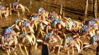 Soldier crabs at the inlet
