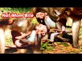 HEARTBROKE N WHEN SEE...!! POOR BABY MONKEY JIN DEEP SCARE & HURT GLADIS BITE WHILE NOT MOM NEAR.