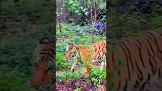 #tiger #elephant #lion #ខ្លា #ដំរី #តោ