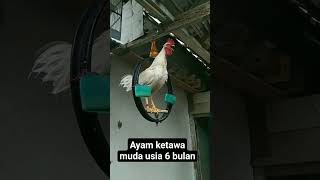 ayam ketawa muda usia 6 bulan siap disawer #ayam #shorts