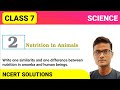 Write one similarity and one difference between nutrition in amoeba and human beings.