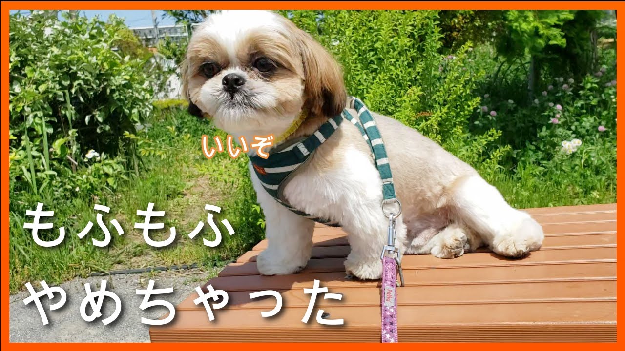 シーズーサマーカット トリミングに行って体が軽くなりかわいくはしゃぎまくりでした シーズー 犬 癒し犬シーズー Dog Shihtzu Youtube