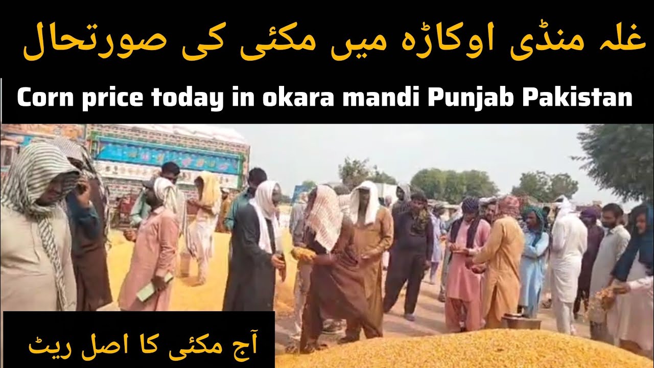 Maize rate today okara mandi // غلہ منڈی اوکاڑہ آج مکئی کا ریٹ۔ 03.07.2025