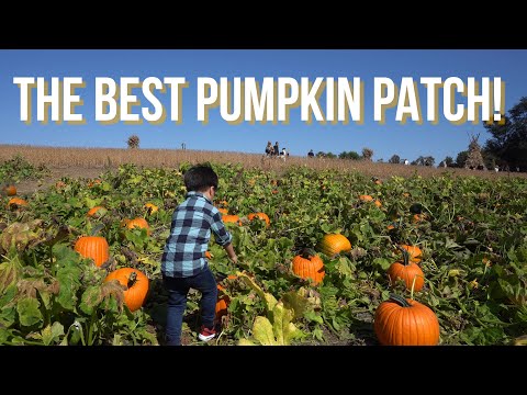 Video: Pumpkin Patches u Marylandu i Sjevernoj Virginiji