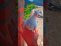 new baccha😱🕊️❤️#pigeontraining #pigeonshortvideo #vairalvideo #1millionviews