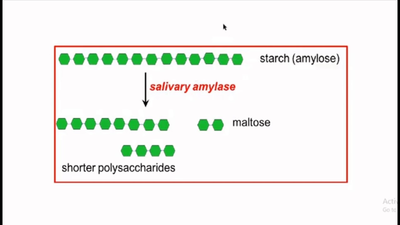 Lab 6 Effect Of Amylase Activity On Starch YouTube lab-6-effect-of-amylase-activity-on-starch-youtube