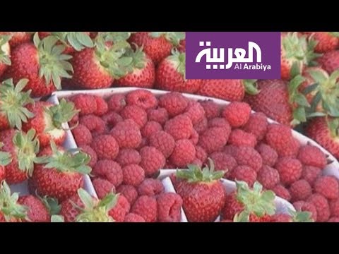 فيديو: متلازمة ريدبيري سوس: تعرف على سوس ريدبيري على العليق