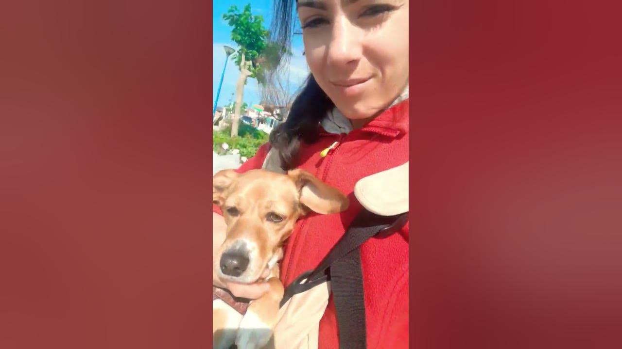 how-i-take-my-dog-with-me-in-the-kangaroo-carrier-cutedog-youtube