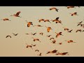 Relaxing with Sandhill Cranes, Autumn Migration