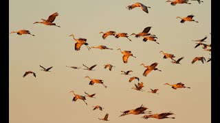 Relaxing with Sandhill Cranes, Autumn Migration