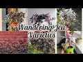 #wanderingjew #indoorplants plants grow in water Types of wandering Jew plant