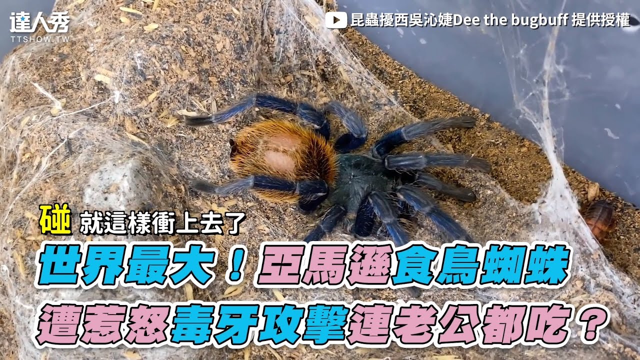 世界最大 亞馬遜食鳥蜘蛛遭惹怒毒牙攻擊連老公都吃 昆蟲擾西吳沁婕dee The Bugbuff Youtube 世界最大 亞馬遜食鳥蜘蛛遭惹怒毒牙攻擊連老公都吃 昆蟲擾西吳沁婕dee The Bugbuff Youtube