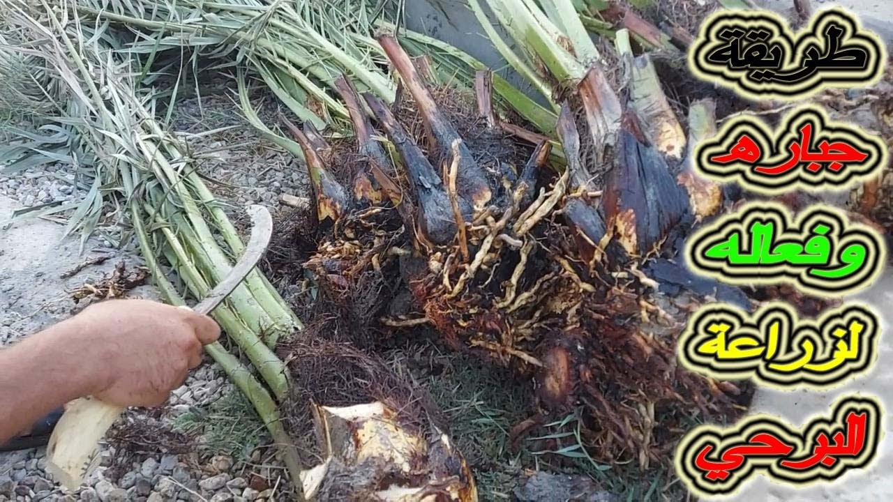 زراعة فسائل نخيل البرحي بطريقة عبقرية فكره سهله وبسيطه