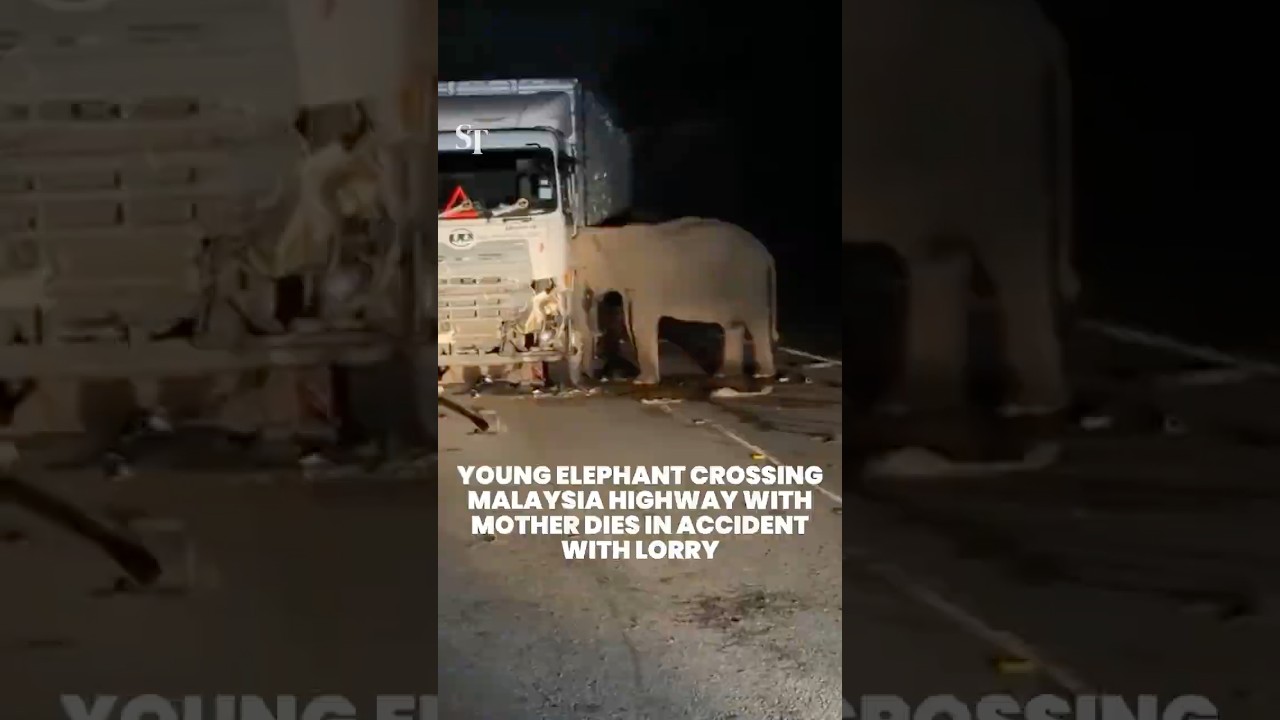Young elephant crossing Malaysia highway with mother dies in accident with lorry