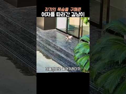 아찔한 위험에서 자기를 구해준 여자를 따라간 길냥이 #고양이 #고양이쇼츠 #길냥이 #길냥이구조 thumbnail