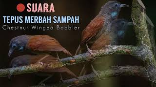 Suara Garang Tepus Merbah Sampah - Chestnut Winged Babbler (Stachyris erythroptera)