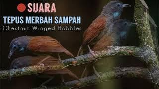Suara Garang Tepus Merbah Sampah - Chestnut Winged Babbler (Stachyris erythroptera)