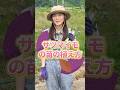 サツマイモの苗の植え方 ※全編は関連動画から！👀 #家庭菜園 #野菜作り #初心者