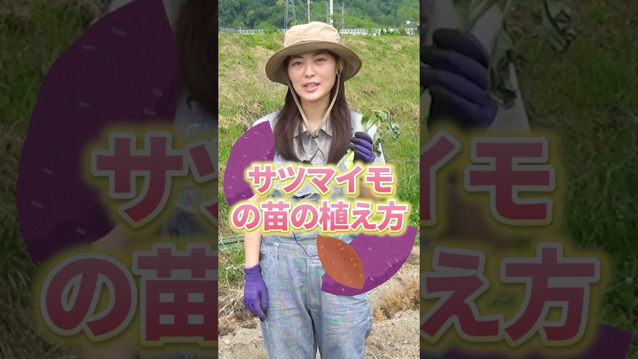 サツマイモの苗の植え方 ※全編は関連動画から！👀 #家庭菜園 #野菜作り #初心者